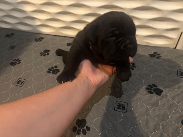 Cane Corso Puppies media 2