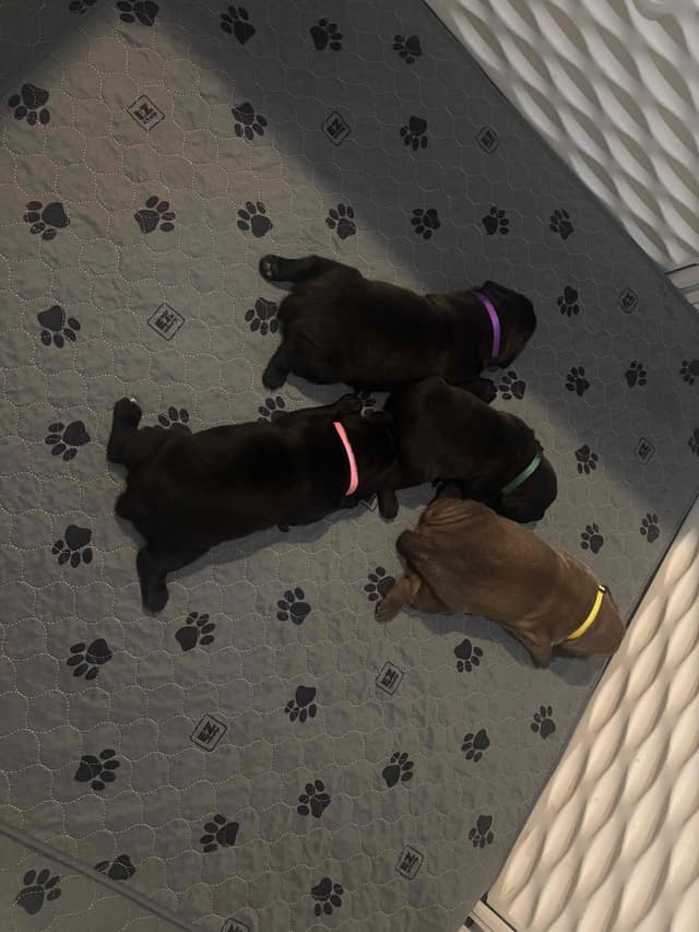 Cane Corso Puppies media 4