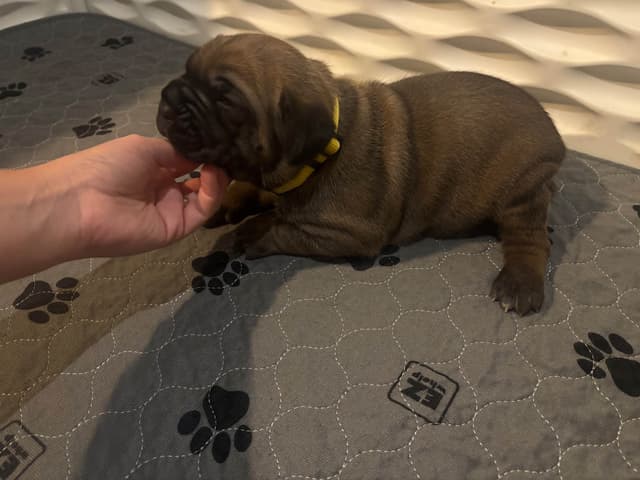 Cane Corso Puppies media 3