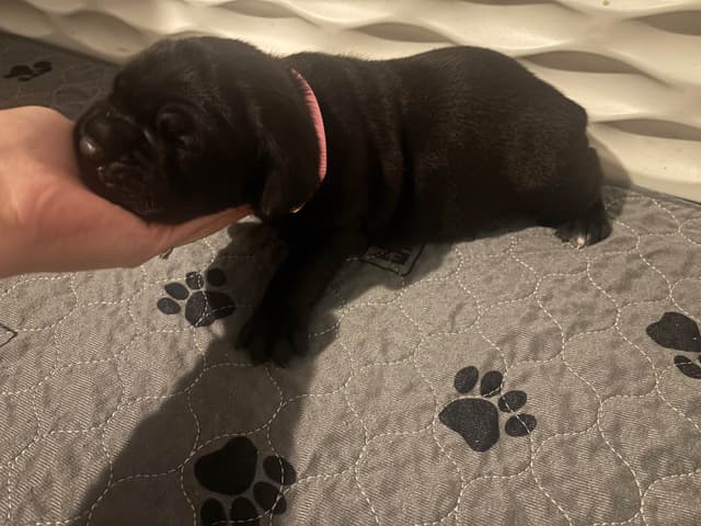 Cane Corso Puppies media 5