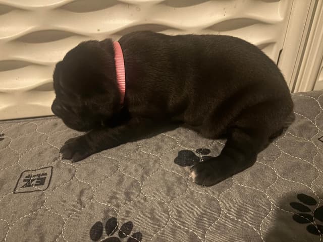 Cane Corso Puppies media 6