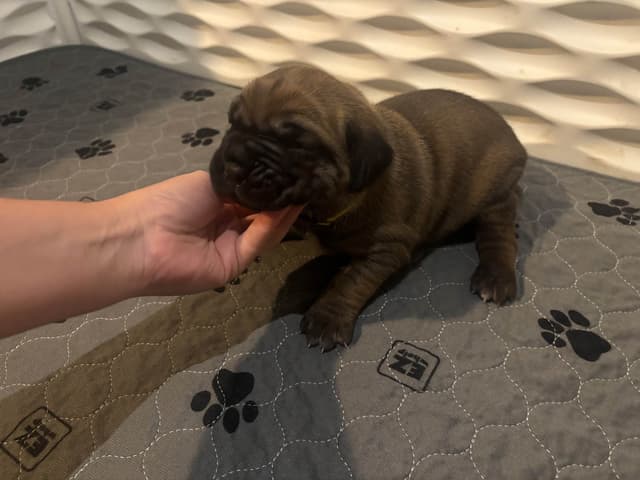 Cane Corso Puppies media 7