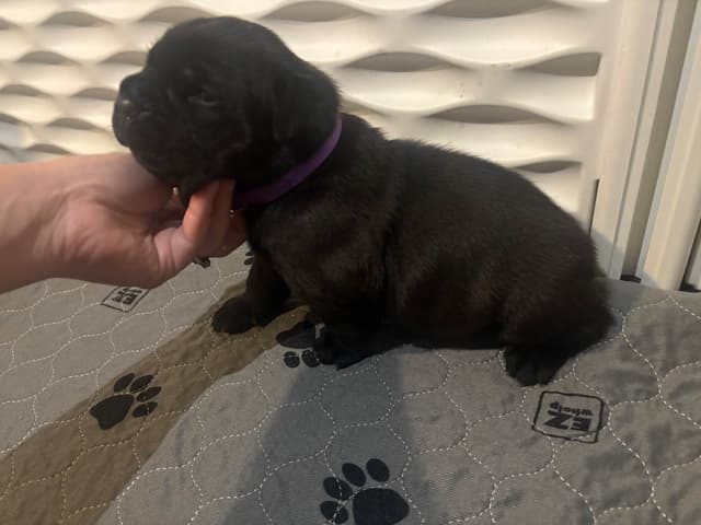 Cane Corso Puppies media 9