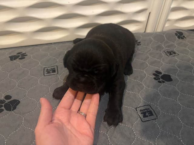 Cane Corso Puppies media 10