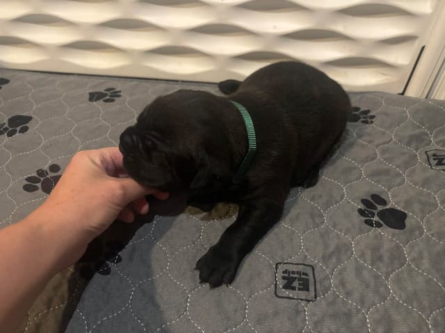 Cane Corso Puppies media 8