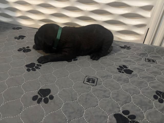 Cane Corso Puppies media 11