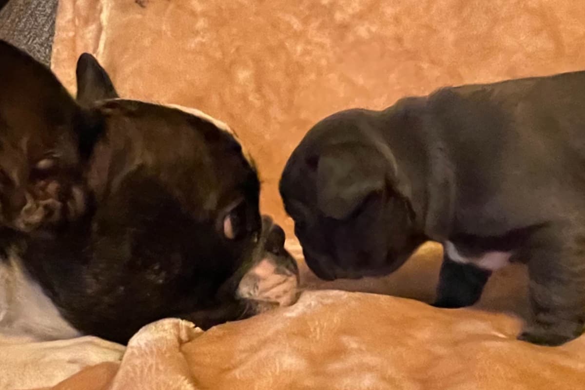 Brussels Griffon Puppies breeder image 1
