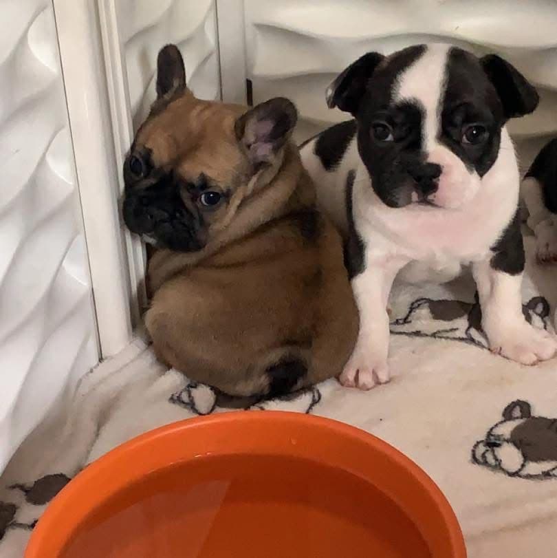Brussels Griffon Puppies breeder image 3