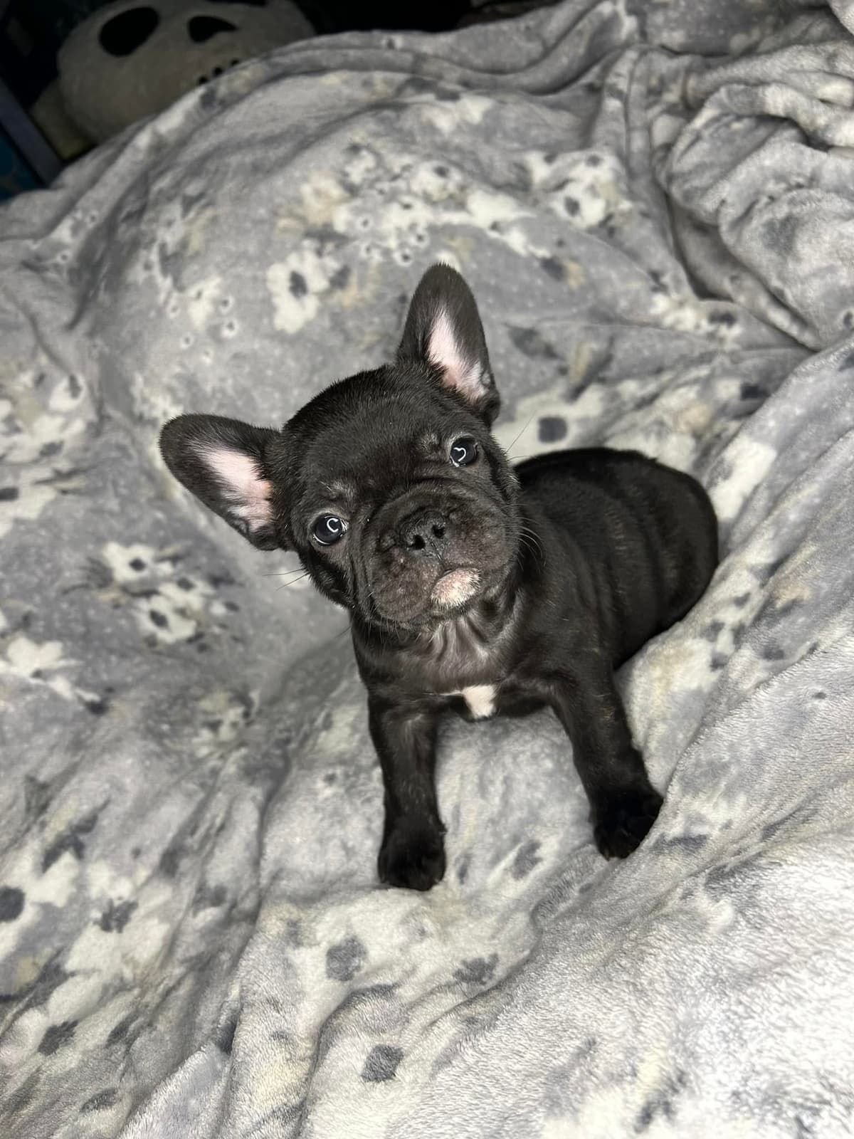 Brussels Griffon Puppies breeder image 4
