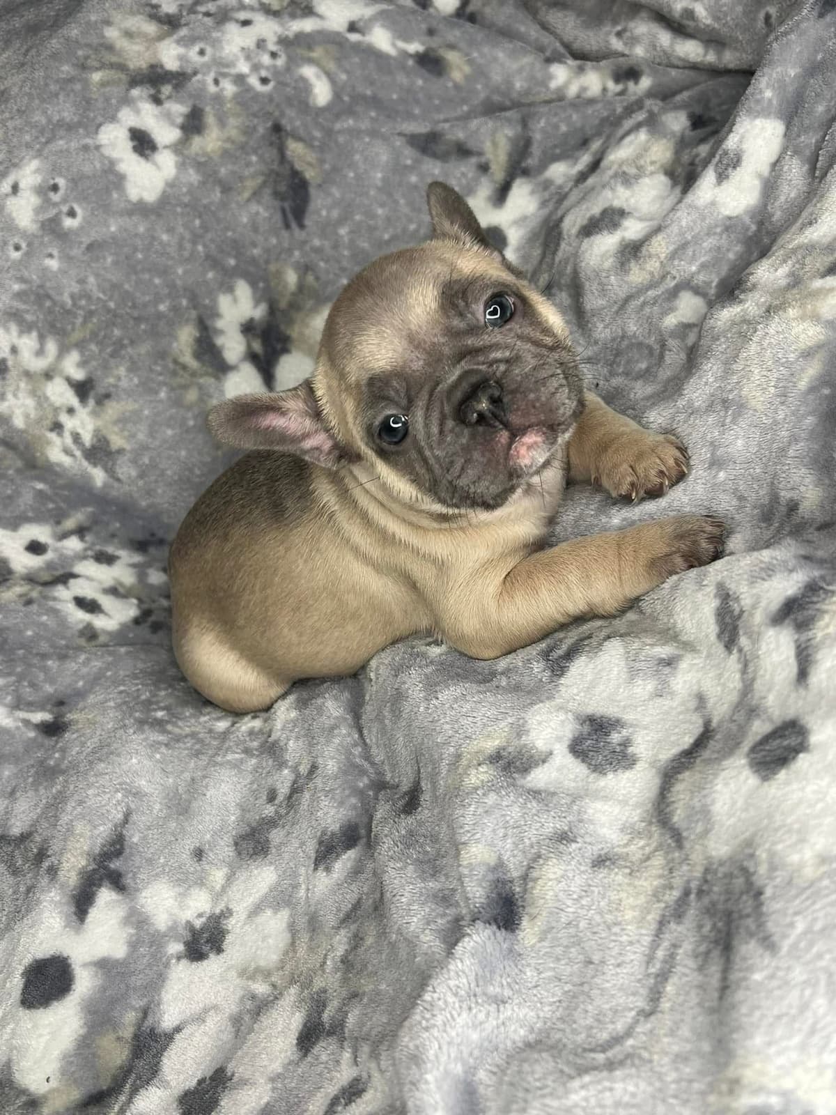 Brussels Griffon Puppies breeder image 6