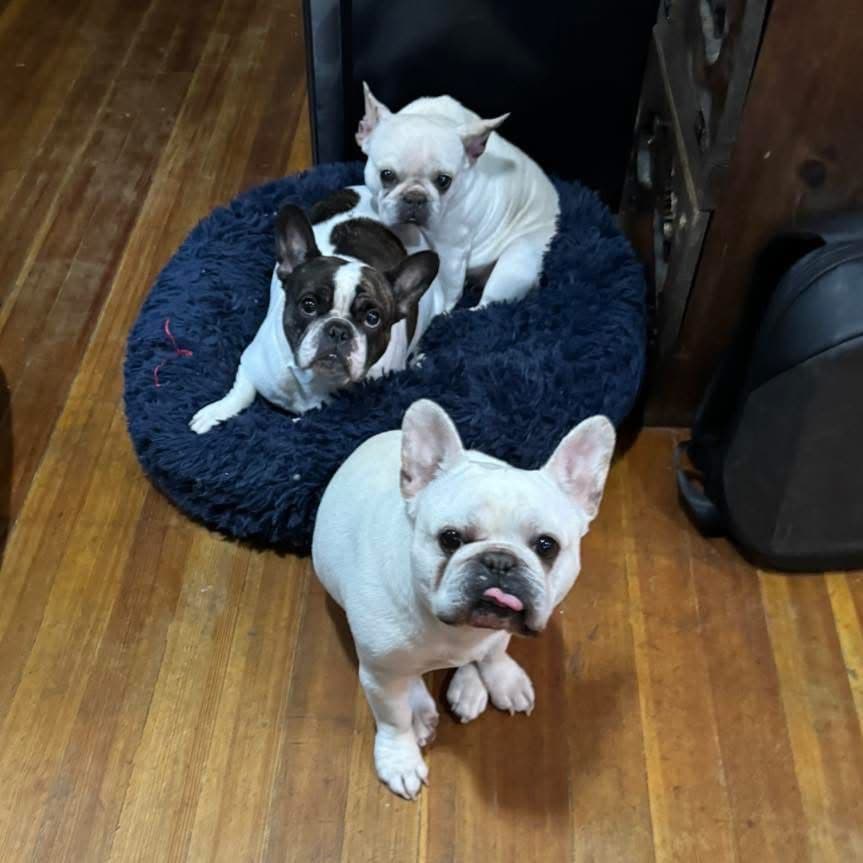 Brussels Griffon Puppies breeder image 7