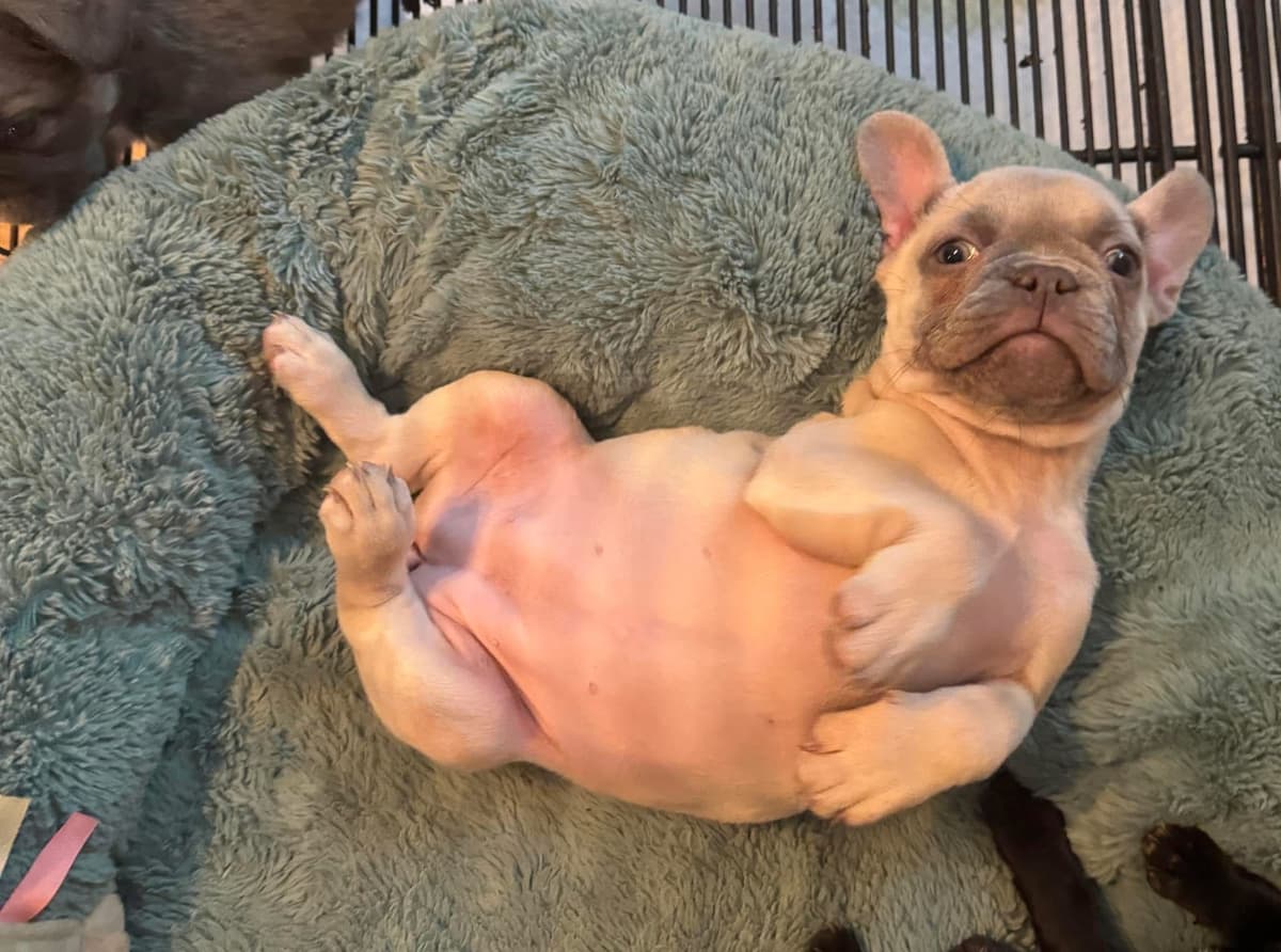 Brussels Griffon Puppies breeder image 8