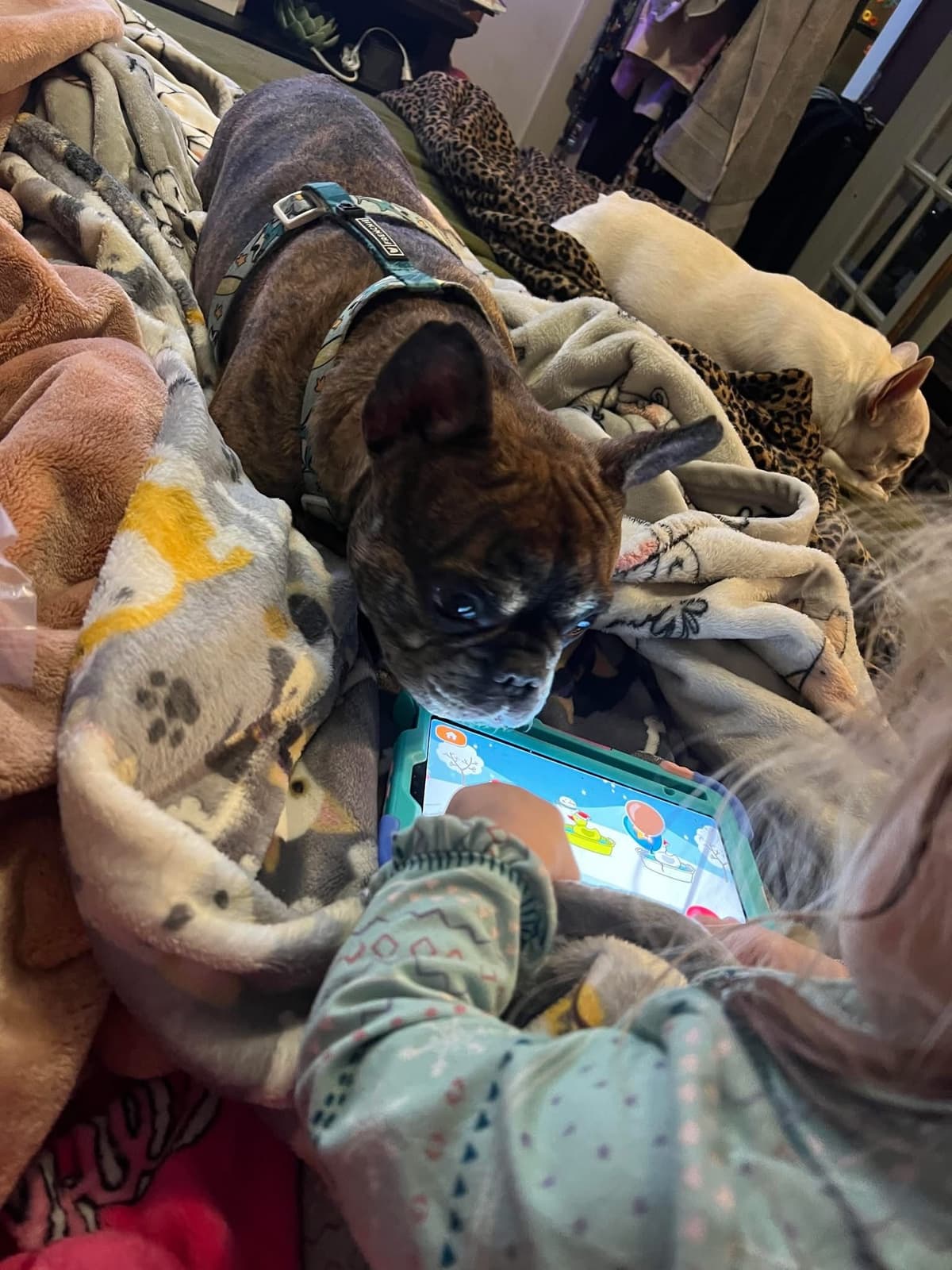 Brussels Griffon Puppies breeder image 10