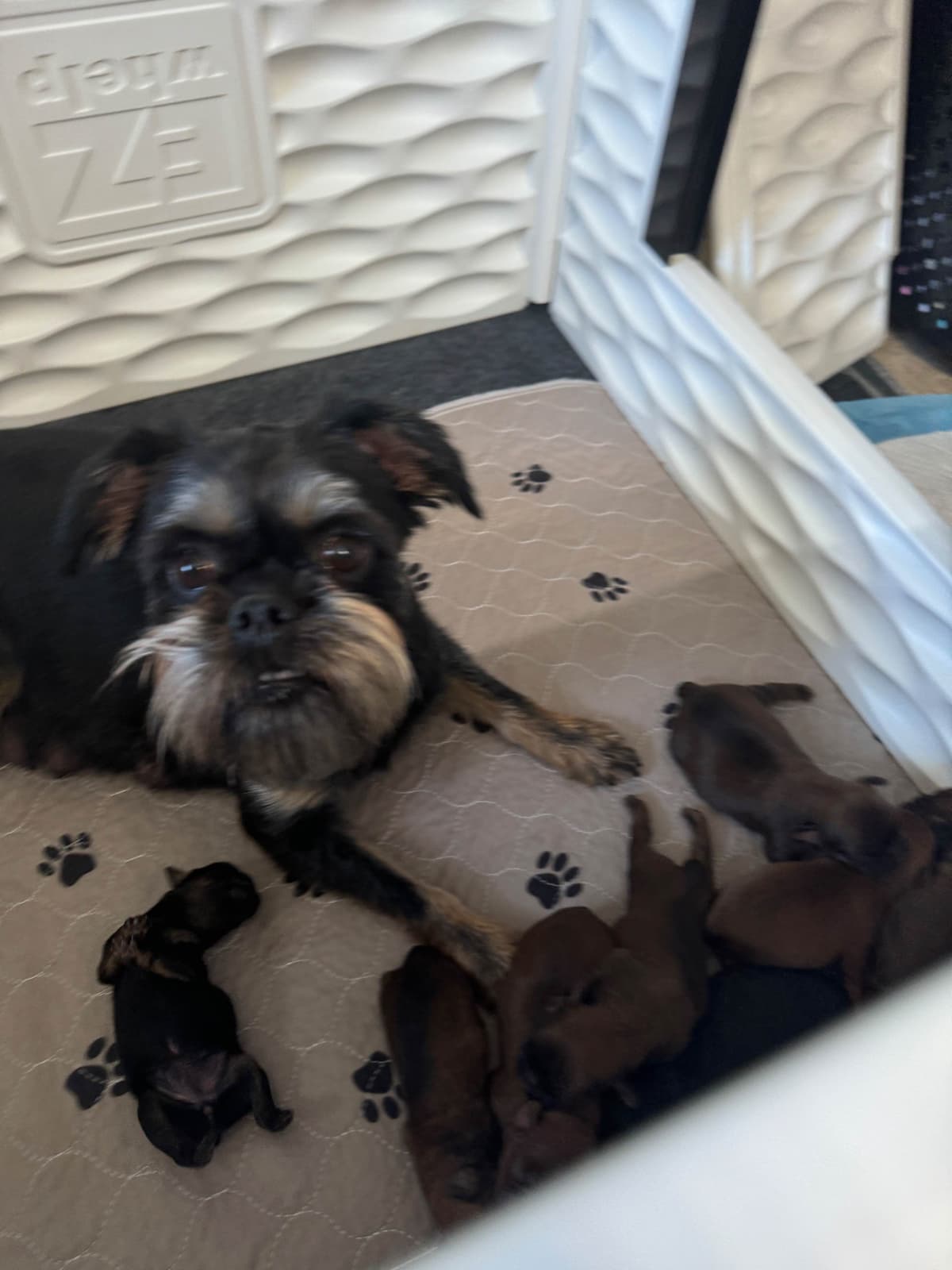 Brussels Griffon Puppies breeder image 12