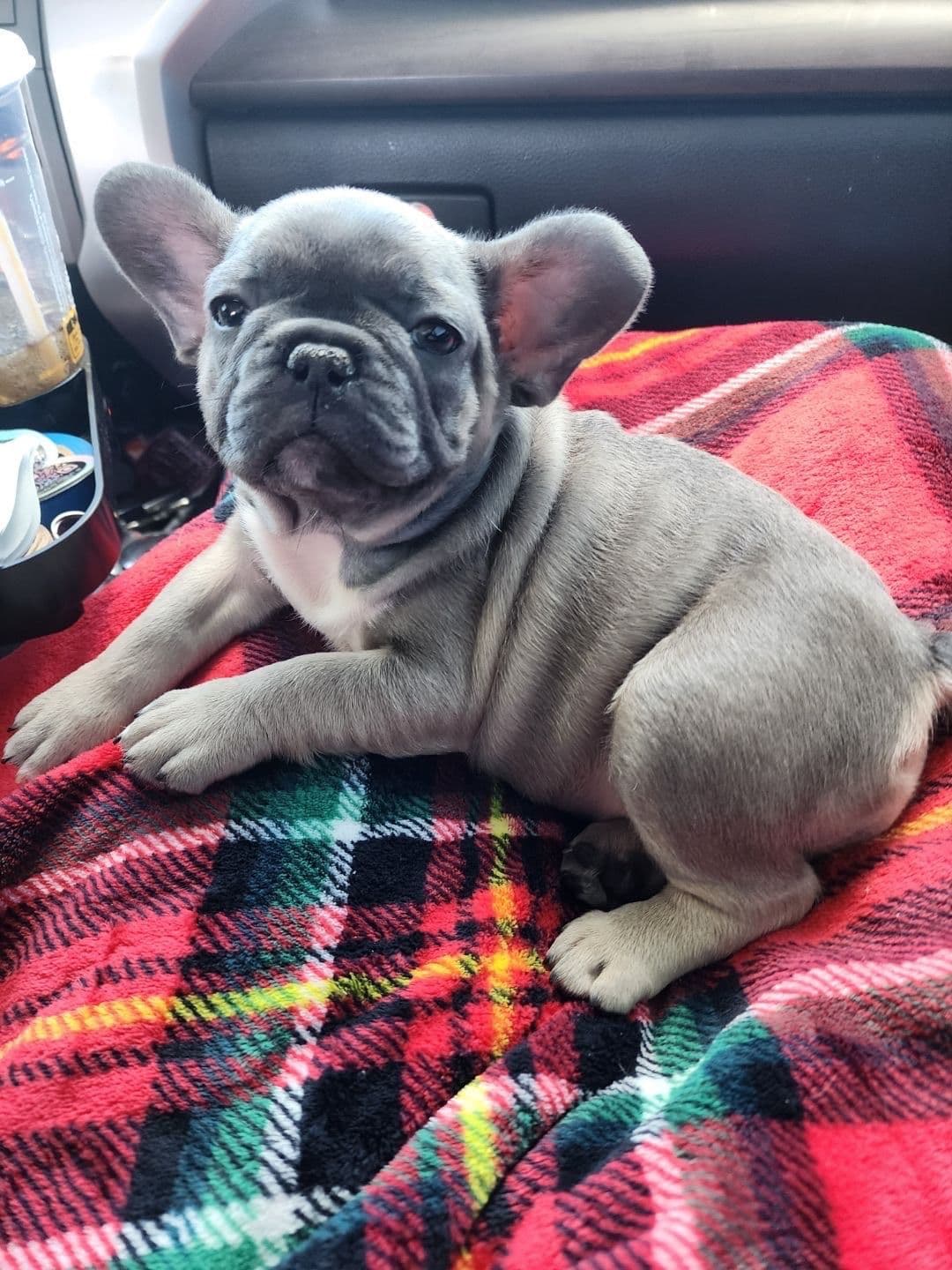 Brussels Griffon Puppies breeder image 14