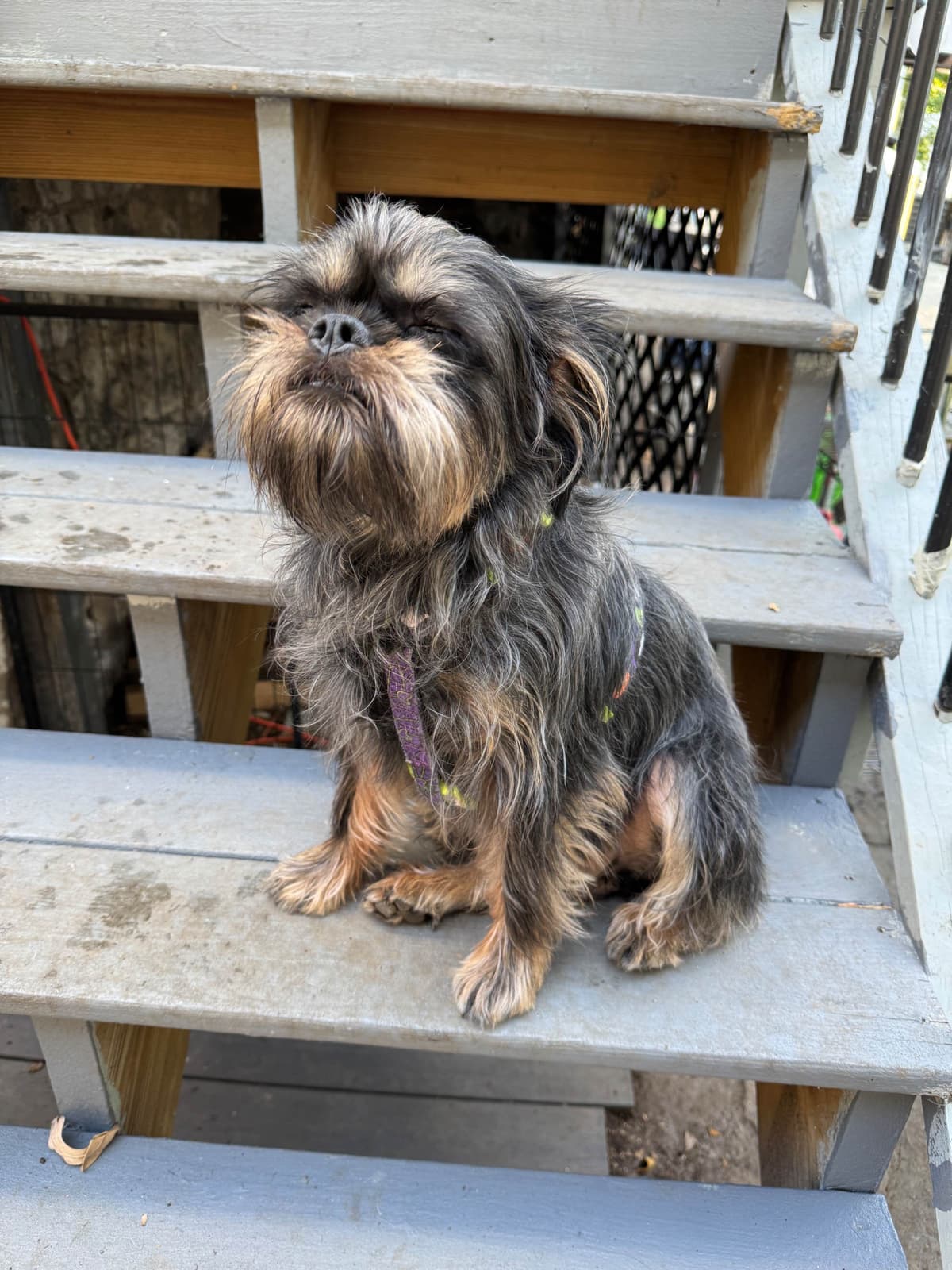 Brussels Griffon Puppies breeder image 18