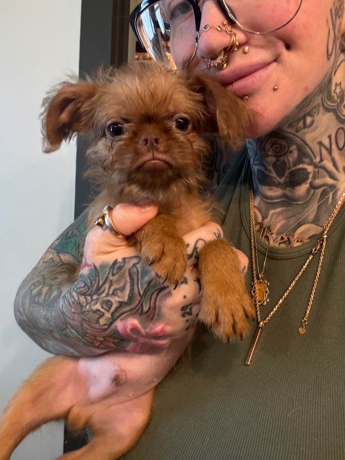 Brussels Griffon Puppies breeder image 19