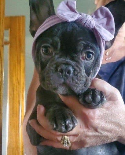 Brussels Griffon Puppies breeder image 20