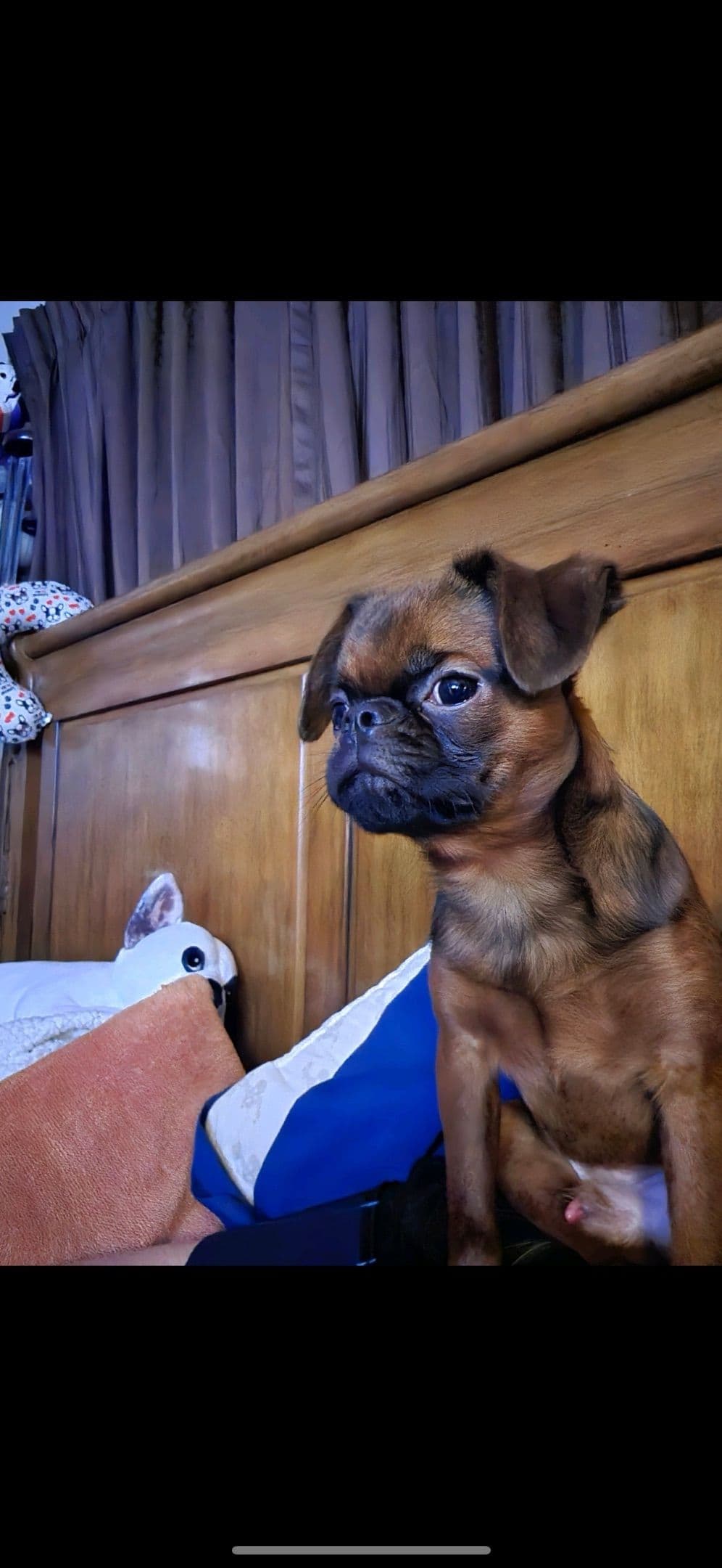 Brussels Griffon Puppies breeder image 22