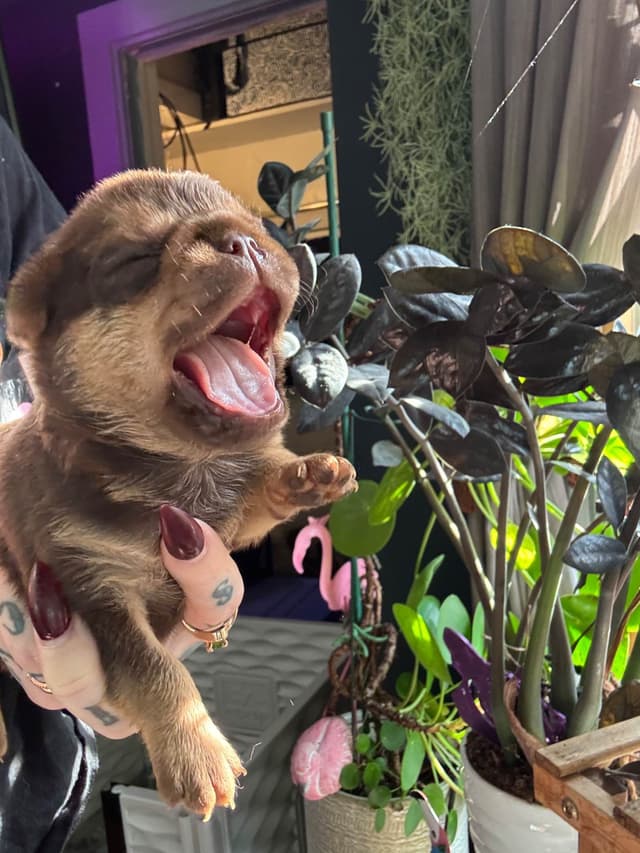 Brussels Griffon Puppies media 2