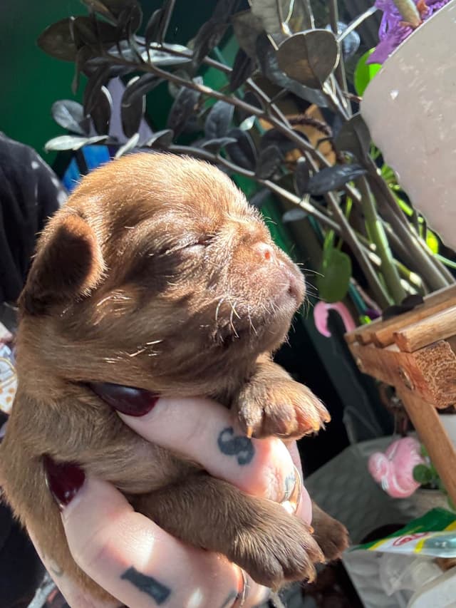 Brussels Griffon Puppies media 3