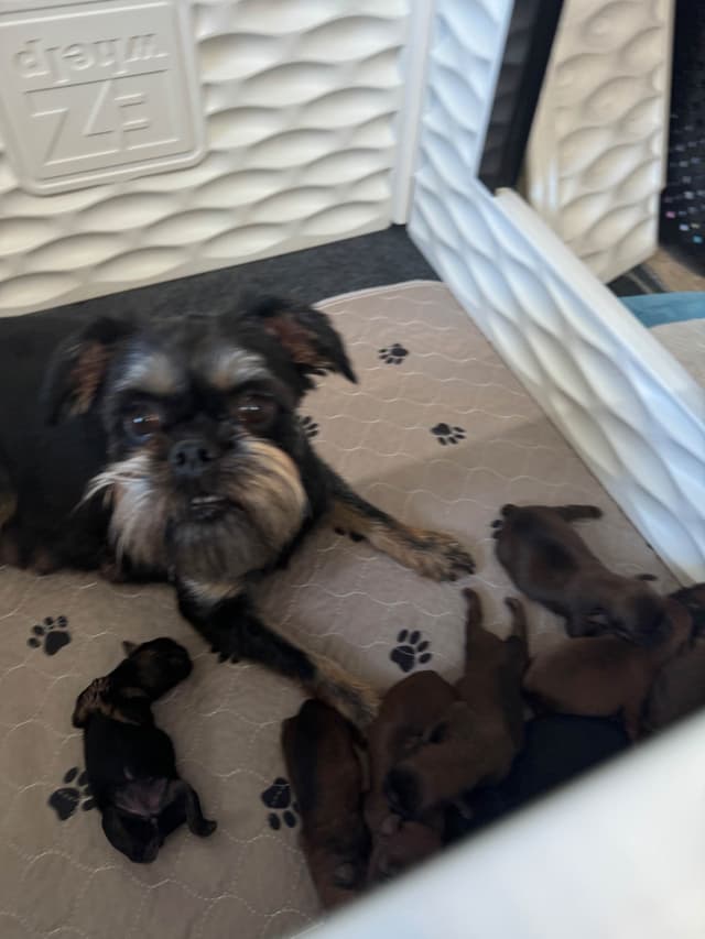 Brussels Griffon Puppies media 4