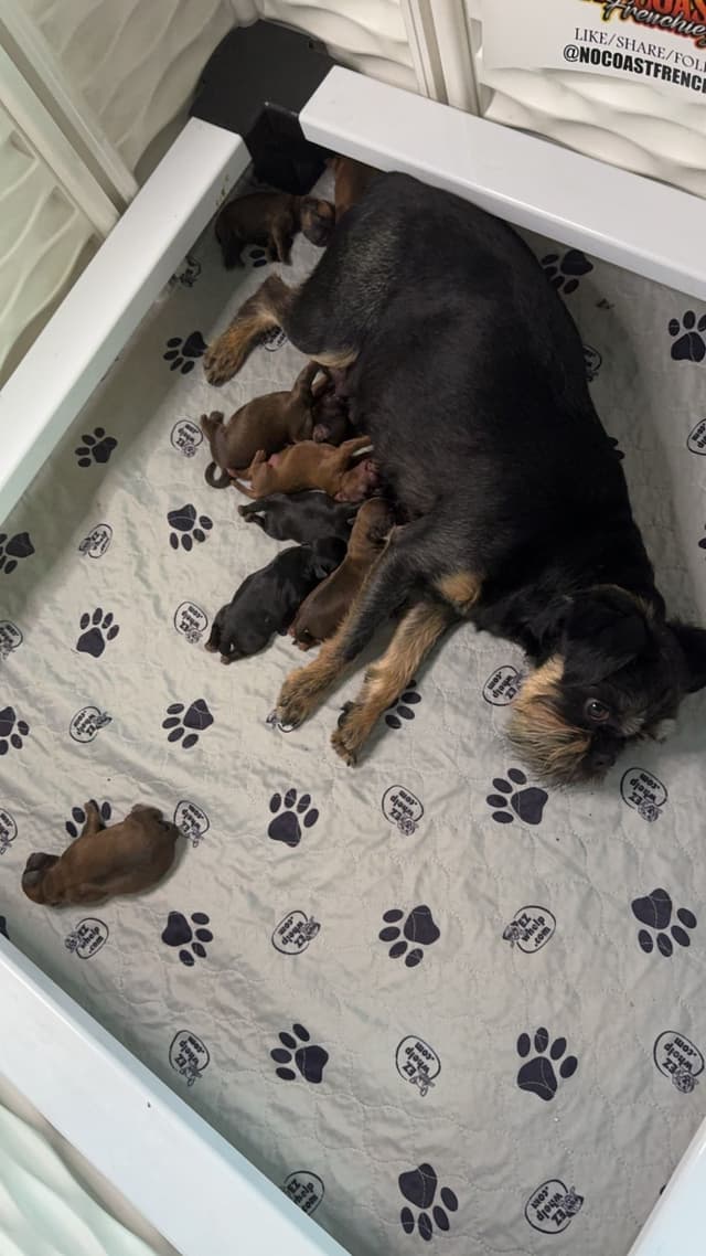 Brussels Griffon Puppies media 5