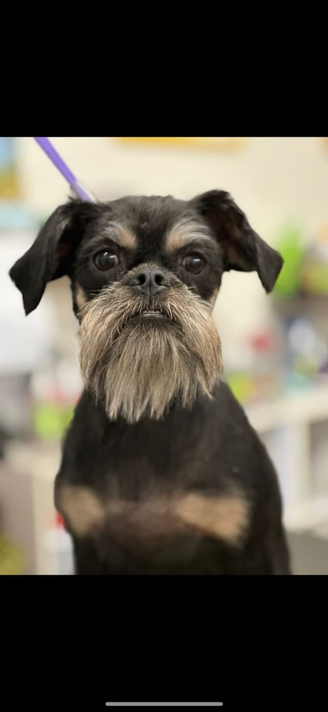 Brussels Griffon Puppies media 7