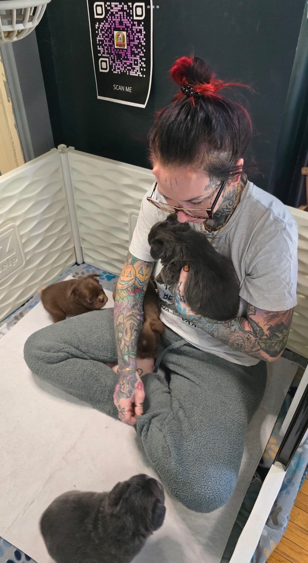 Brussels Griffon Puppies breeder image 23