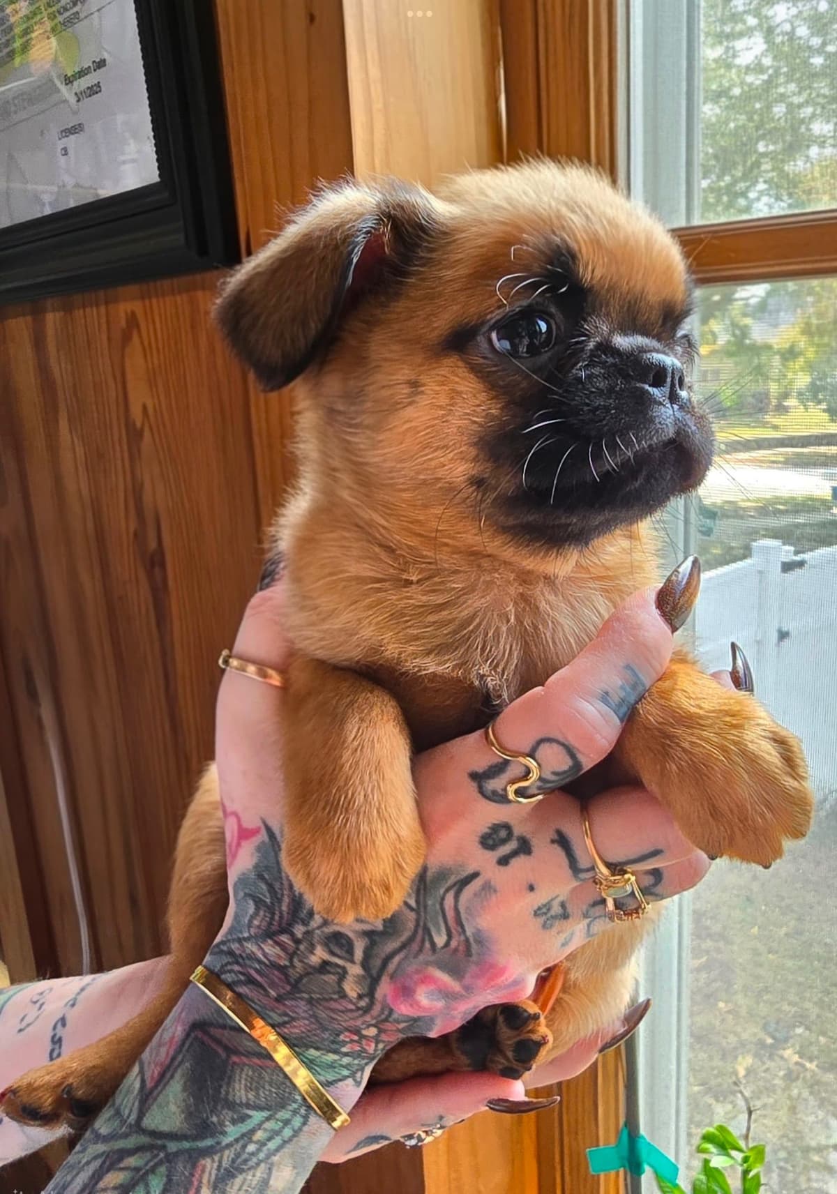 Brussels Griffon Puppies breeder image 24