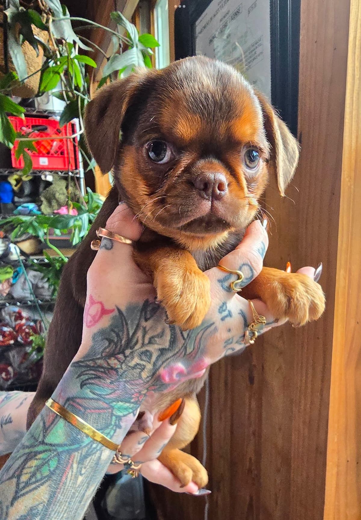 Brussels Griffon Puppies breeder image 25