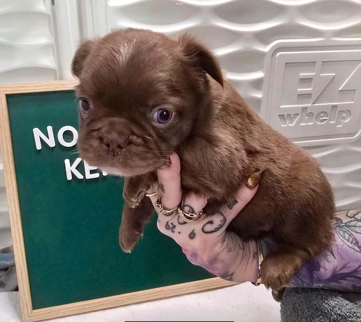 Brussels Griffon Puppies breeder image 27