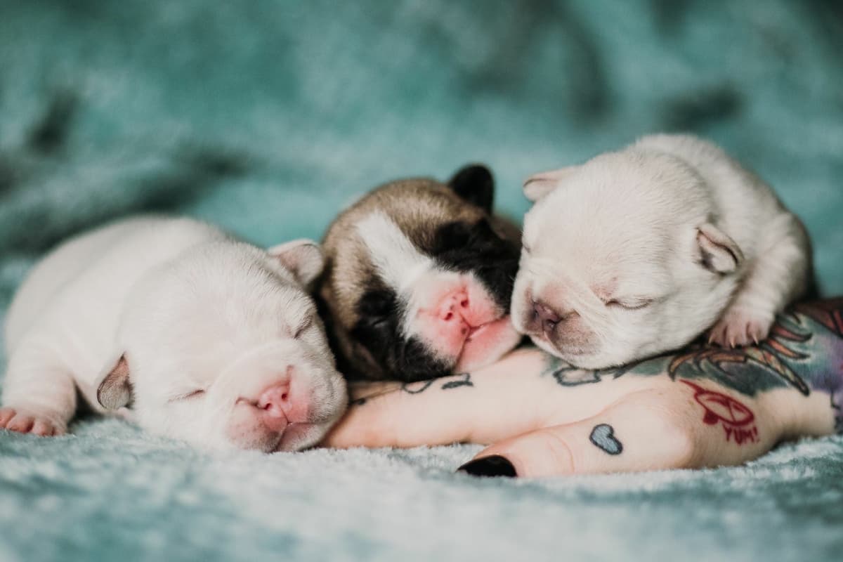 Brussels Griffon Puppies breeder image 28