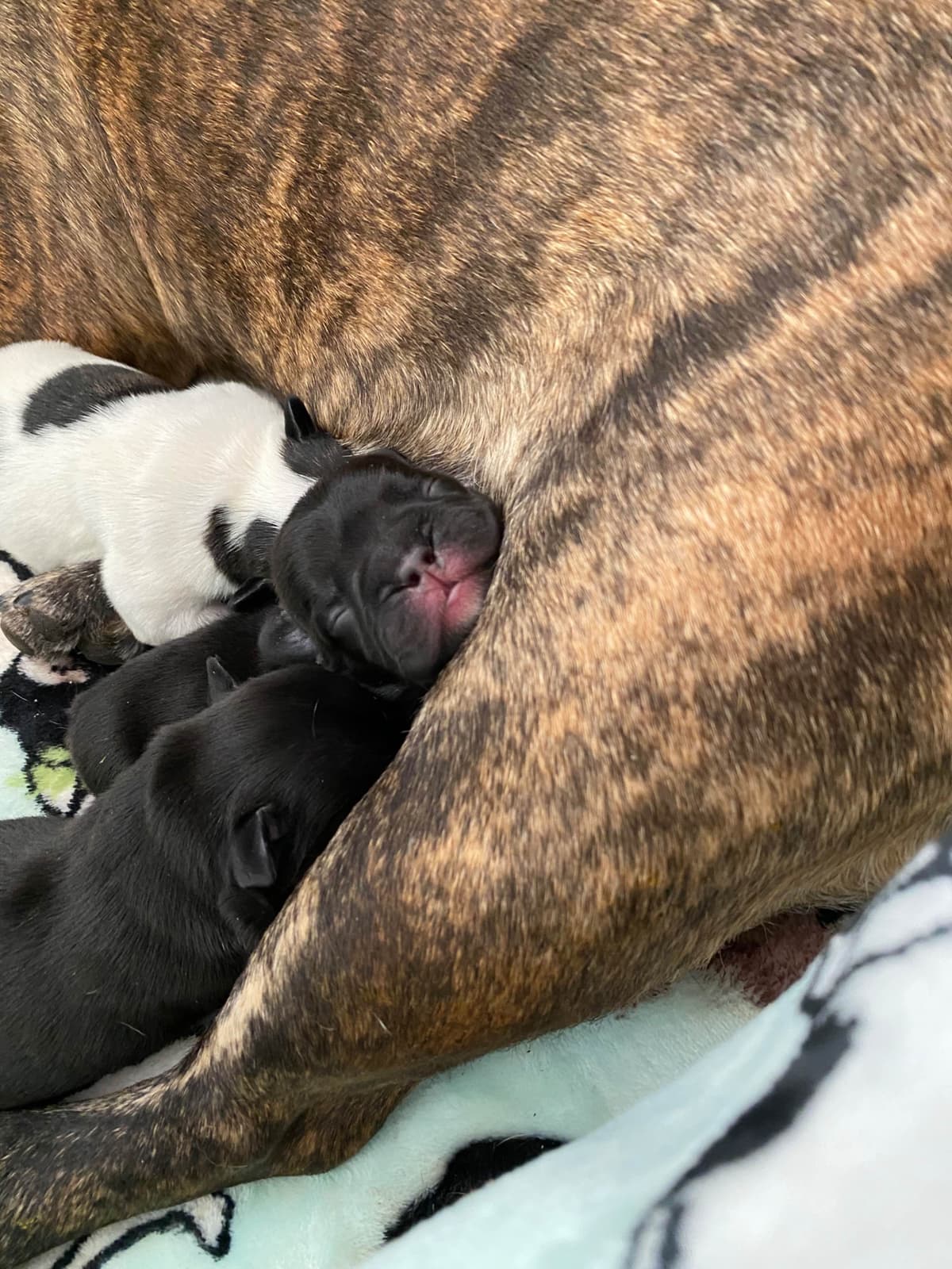 Brussels Griffon Puppies breeder image 29