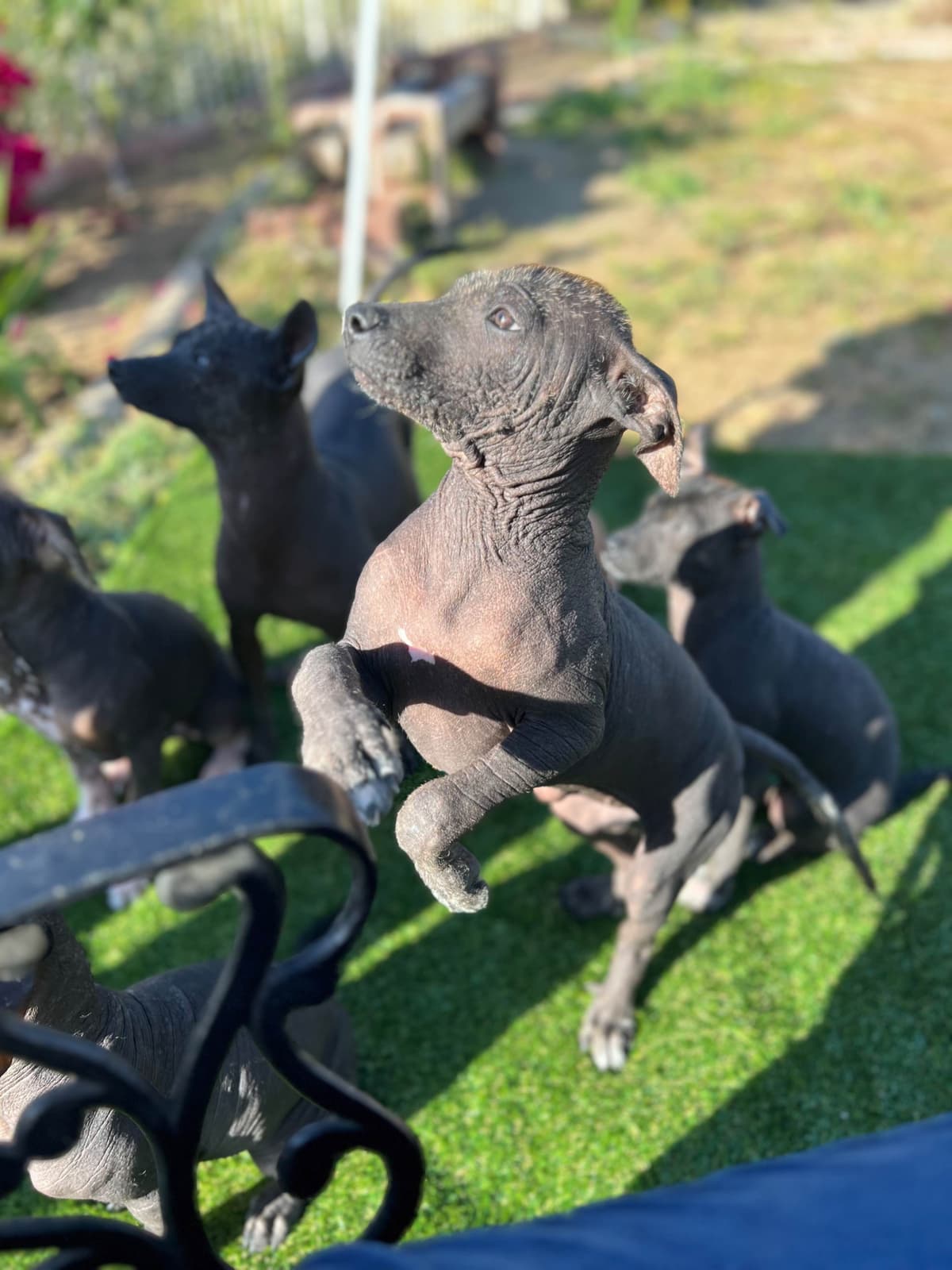 Brussels Griffon Puppies breeder image 30