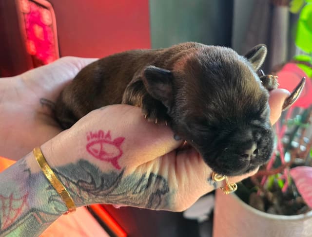 Brussels Griffon Puppies media 9