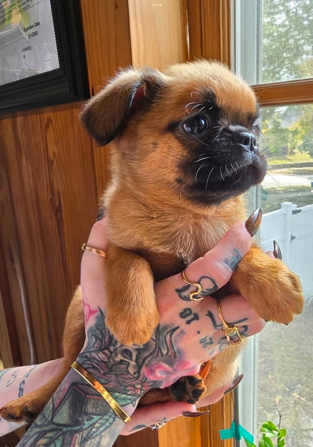 Brussels Griffon Puppies media 10