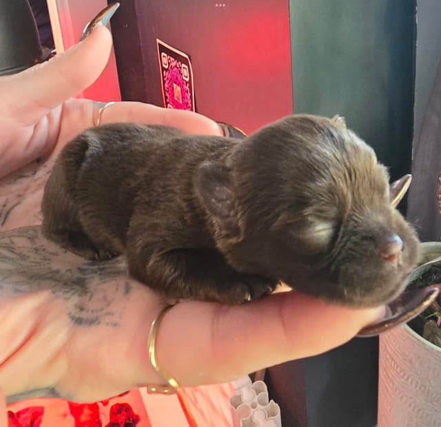 Brussels Griffon Puppies media 11
