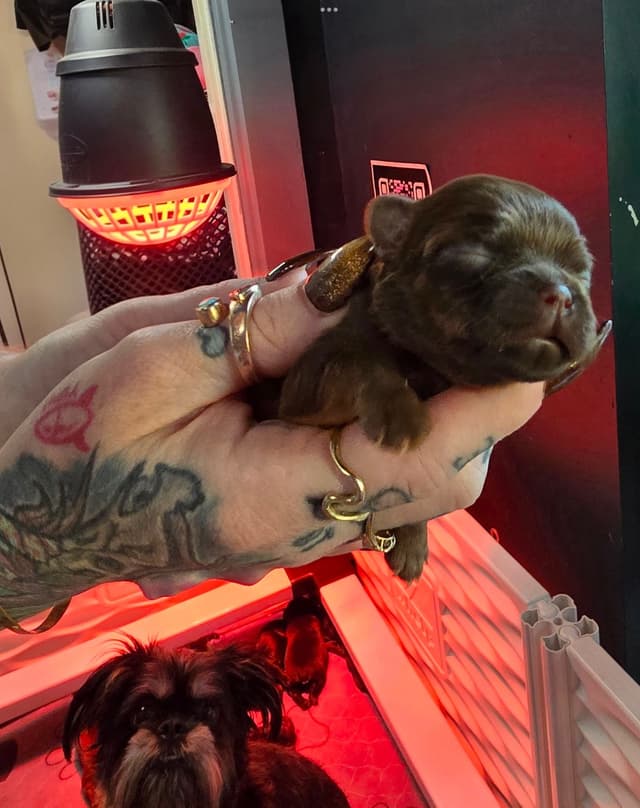 Brussels Griffon Puppies media 14
