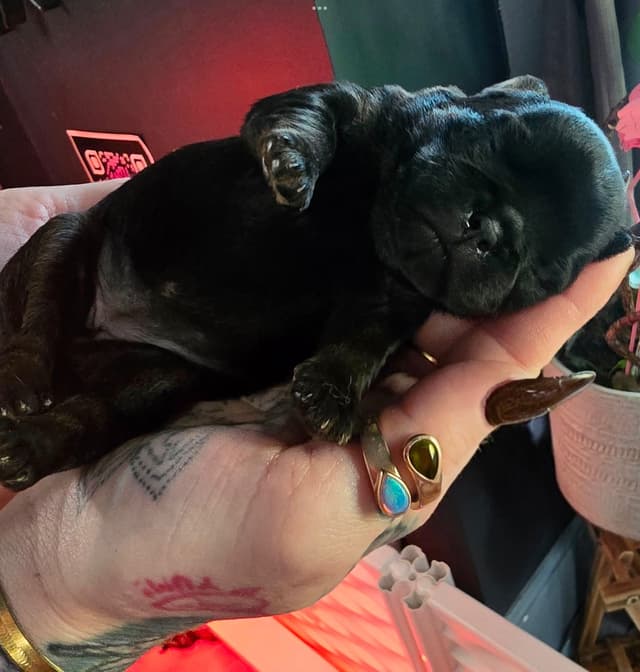 Brussels Griffon Puppies media 15