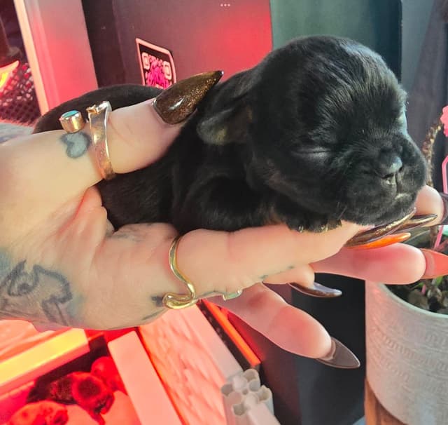 Brussels Griffon Puppies media 16