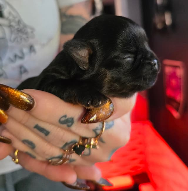 Brussels Griffon Puppies media 17