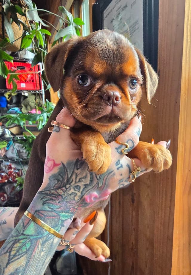 Brussels Griffon Puppies media 18