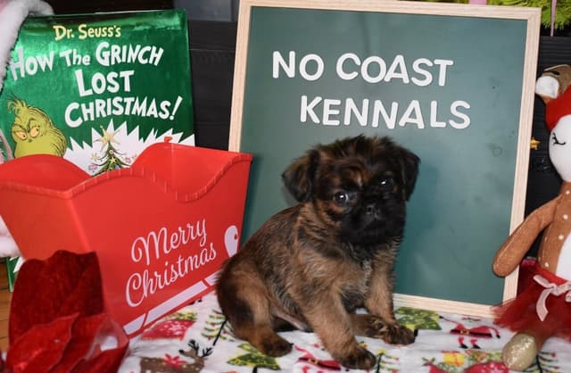 Brussels Griffon Puppies media 19