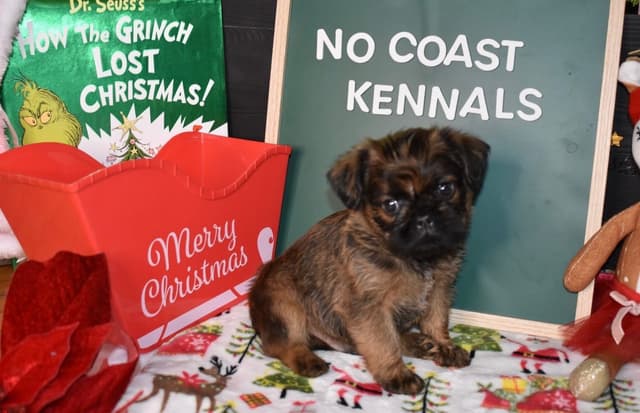 Brussels Griffon Puppies media 20