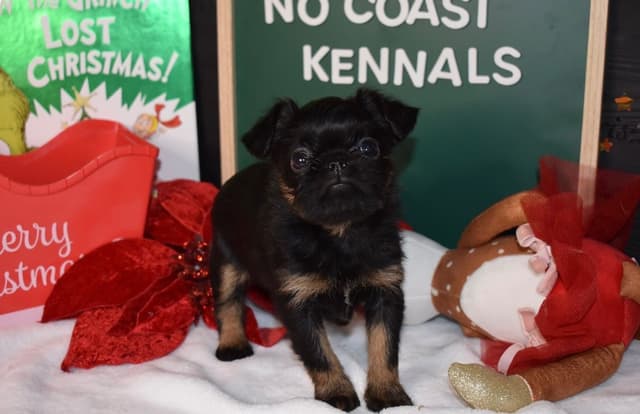 Brussels Griffon Puppies media 21