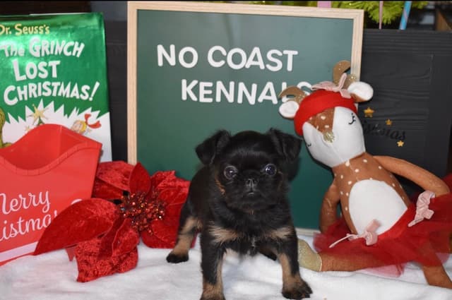 Brussels Griffon Puppies media 22