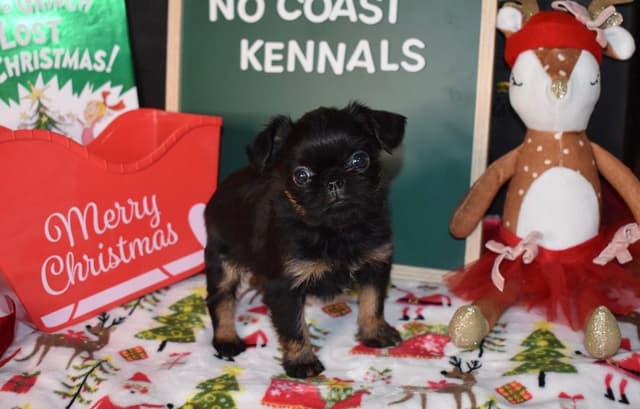 Brussels Griffon Puppies media 23