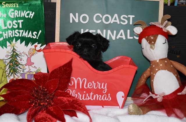 Brussels Griffon Puppies media 24