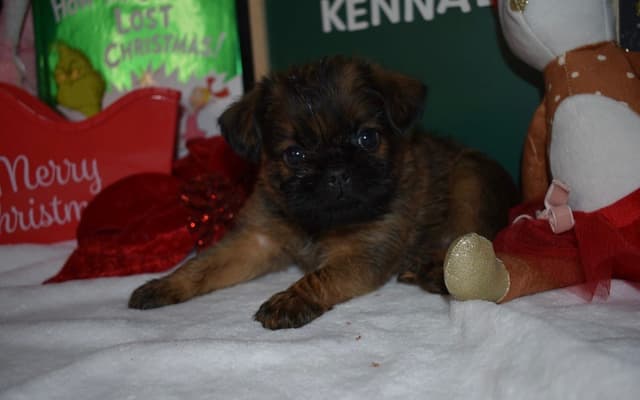 Brussels Griffon Puppies media 26